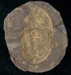 Asaphid Trilobite in Sandstone Concretion #13196-4